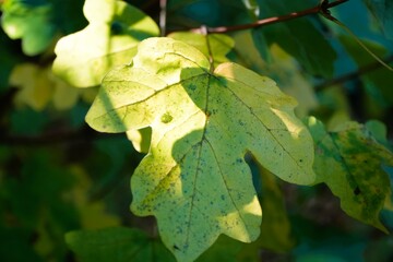 Nature shots, taken on a autumn morning.