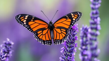 Obraz premium Monarch Butterfly on Lavender: A Summertime Symphony of Color