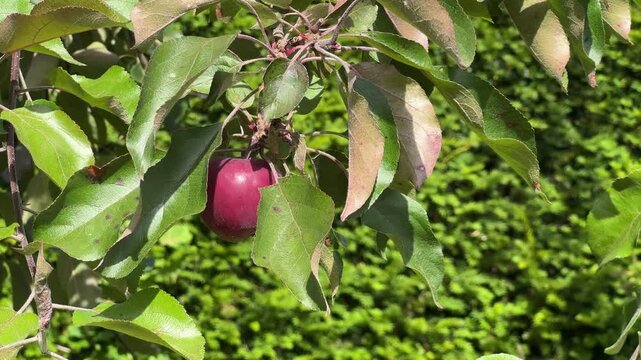 red apple on a tree branch blowing in the wind