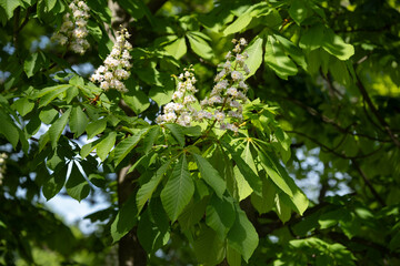 Blooming chestnut tree close up in spring