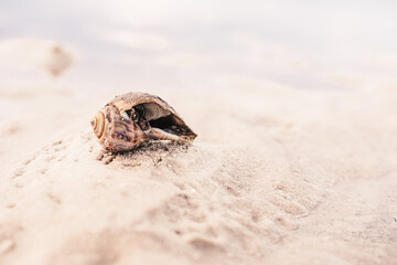 A very large Hermit shell on the beach in Florida.