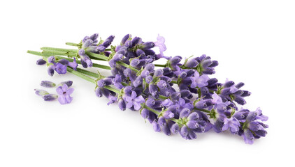 Lavender flowers isolated on white background