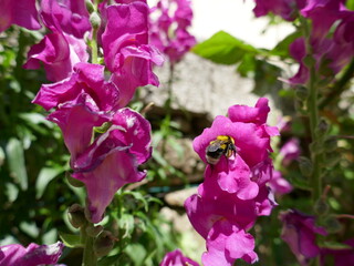 Pollination by bumble bee on pink flower