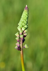 photos of wild flowers, wild hyacinths