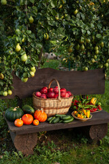 Vibrant homegrown autumn vegetables and apples in countryside garden setting.