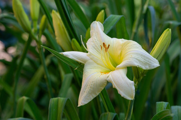 Beautiful fresh beige  lilies in the park. Floriculture. Close up.