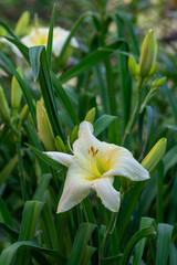 Beautiful fresh beige  lilies in the park. Floriculture. Close up.