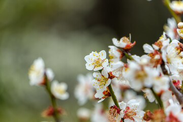 白梅の花が咲く春の訪れを感じる風景