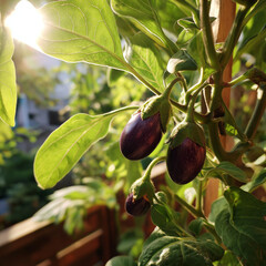 Eggplant Growing Under Sunlight