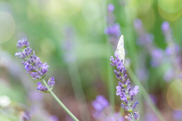 Closeup of the Probiscis of a Cabbage Butterfly on a Lavender Flower