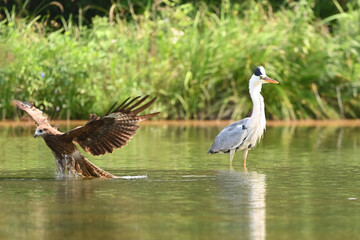 great blue heron ardea cinerea