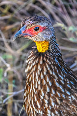 close up of a pheasant
