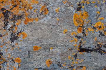 Orange lichen on rugged grey sedimentary rock in natural setting