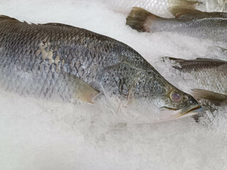 Frozen sea bass on ice