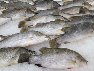 Frozen sea bass on ice