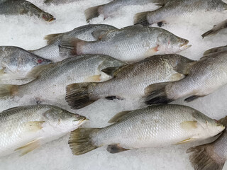 Frozen sea bass on ice