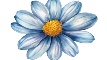 Fresh white daisy flower with delicate petals and yellow center isolated on white background