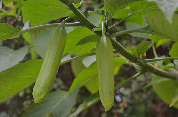 Angel's trumpet  plant buds growing on the branch.Closeup photo outdoors.Free copy space