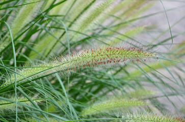 Ornamental grass straw Pennisetum alopecuroides 'Hameln' . Closeup photo outdoors. Summer -autumn environment ,landscaping concept.