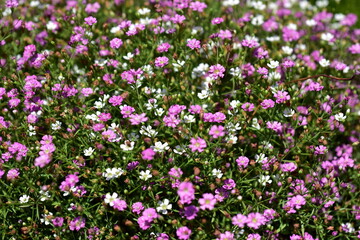 Rosa und weißes Sommerschleierkraut in einem Blumenbeet