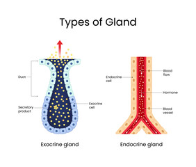 Types of Glands Exocrine and Endocrine