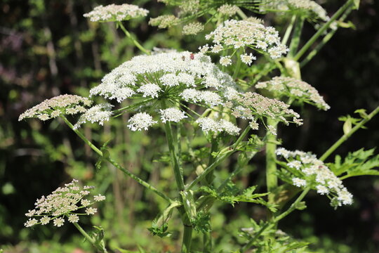 Heracleum sosnowskyi. Dangerous plant Parsnip Sosnowski. Close up.