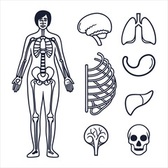 medical-organs-line-icon-set--vector-pictograms-of