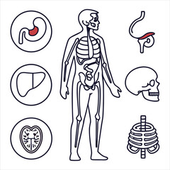 medical-organs-line-icon-set--vector-pictograms-of