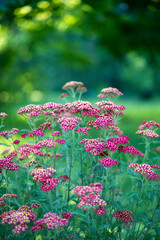 Red Common Yarrow or cut grass flowers in summertime. Ornamental plant Achillea millefolium...