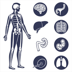 medical-organs-line-icon-set--vector-pictograms-of