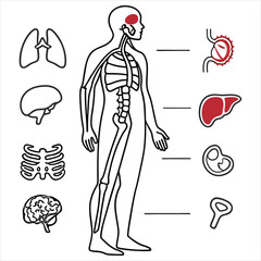 medical-organs-line-icon-set--vector-pictograms-of