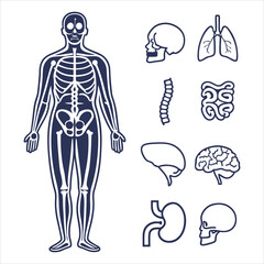 medical-organs-line-icon-set--vector-pictograms-of