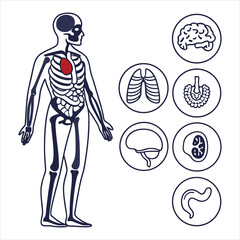 medical-organs-line-icon-set--vector-pictograms-of