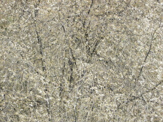 Dense Thicket of Budding Branches in Early Spring Light