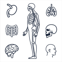 medical-organs-line-icon-set--vector-pictograms-of