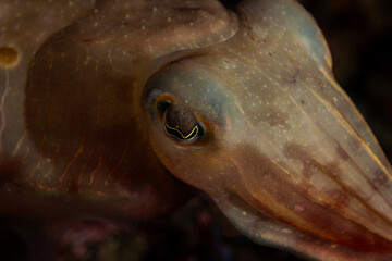 Close-Up of a Cuttlefish Eye Revealing Its W-Shaped Pupil and Iridescent Skin Patterns in the...