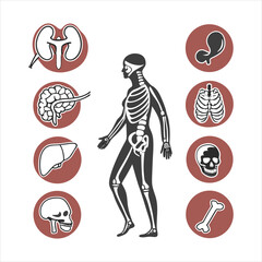 medical-organs-line-icon-set--vector-pictograms-of