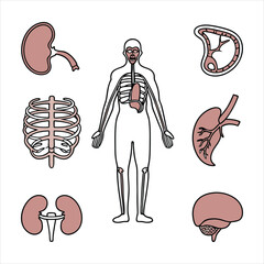 medical-organs-line-icon-set--vector-pictograms-of