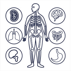 medical-organs-line-icon-set--vector-pictograms-of