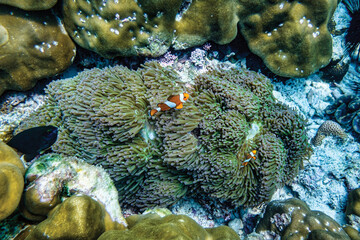 Clownfish swimming among sea anemone on coral reef
