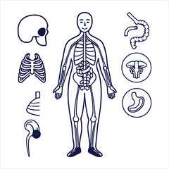 medical-organs-line-icon-set--vector-pictograms-of