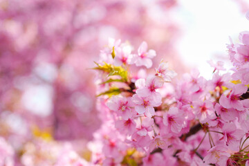 Pink color petal cherry blossom or sakura blooming during springtime