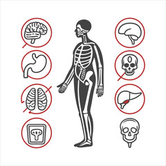 medical-organs-line-icon-set--vector-pictograms-of