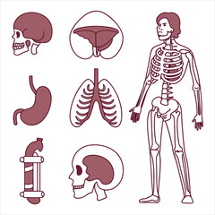 medical-organs-line-icon-set--vector-pictograms-of
