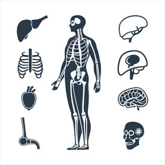 medical-organs-line-icon-set--vector-pictograms-of