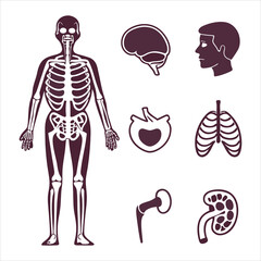 medical-organs-line-icon-set--vector-pictograms-of