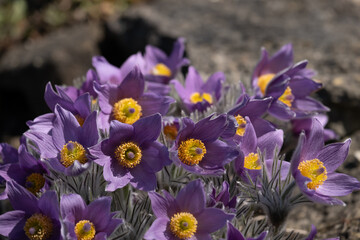 Blooming Pasque Flowers in Spring Garden