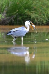 great white pelican
