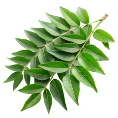 fresh curry leaf isolated white background