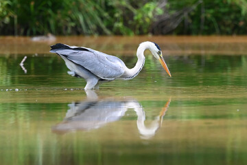 great white pelican in flight